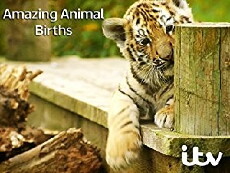 Amazing Animal Births (2017) - Stream Online