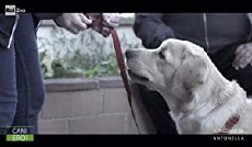 Cani eroi (2018) - Stream Online