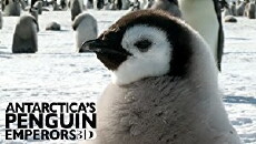 Antarctica's Penguin Emperors 3D (2013) - Stream Online