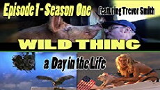 Wild Thing (1999) - Stream Online