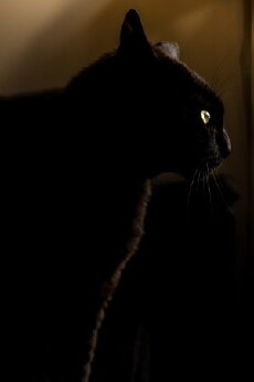 The Cat (2018) - Stream Online