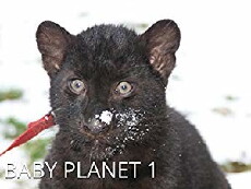 Baby Planet (2009) - Stream Online