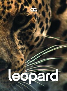 Leopard (2011) - Stream Online