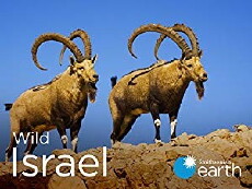 Wild Israel (2016) - Stream Online