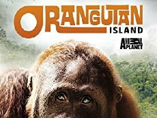 Orangutan Island (2007) - Stream Online