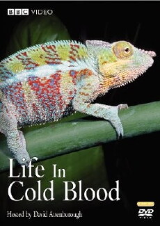 Life in Cold Blood (2008) - Stream Online