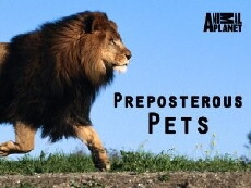 Preposterous Pets (2014) - Stream Online