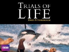 The Trials of Life (1990) - Stream Online