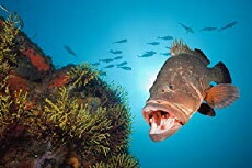 Expedition Mittelmeer (2013) - Stream Online