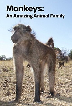 Amazing Monkeys (2016) - Stream Online
