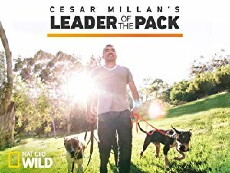 Cesar Millan's Leader of the Pack (2012) - Stream Online