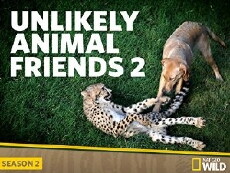 Unlikely Animal Friends (2012) - Stream Online