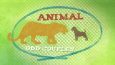 Animal Odd Couples (2013) - Stream Online