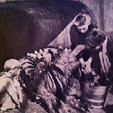 The Dragon of Pendragon Castle (1953) - Stream Online