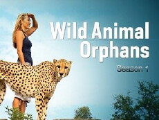 Wild Animal Orphans (2012) - Stream Online