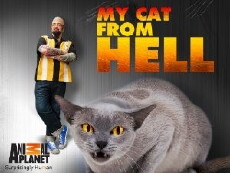 My Cat from Hell (2011) - Stream Online