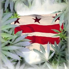 East Coast Grow (2016) - Stream Online