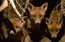 Secret Lives of European Mammals (2000) - Stream Online