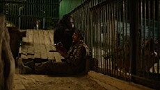 Year of the Monkey (2018) - Stream Online