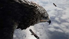 Migration Feathers (2016) - Stream Online