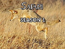 Safari (1996) - Stream Online