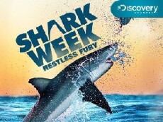 Shark Attack Survival Guide (2010) - Stream Online