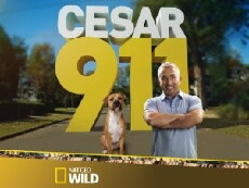 Cesar 911 (2014) - Stream Online