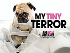 My Tiny Terror (2014) - Stream Online