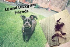 LG and Lucky Are Friends (2018) - Stream Online