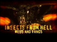 Insects from Hell (2005) - Stream Online