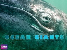 Ocean Giants (2011) - Stream Online