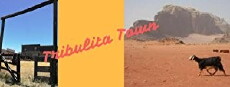 Tribulita Town (2017) - Stream Online