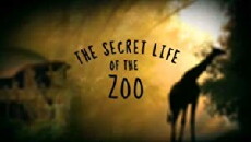 The Secret Life of the Zoo (2016) - Stream Online