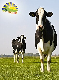American Farmer: Dairy Innovation (2014) - Stream Online