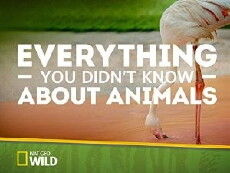 Everything You Didn't Know About Animals (2015) - Stream Online