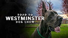 Road to Westminster Dog Show (2018) - Stream Online
