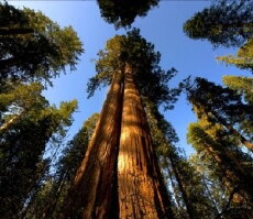 Cedar Sequoia International (2013) - Stream Online