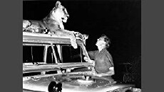Zoo Quest (1954) - Stream Online