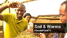 Seeds of Gold (2015) - Stream Online