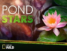 Pond Stars (2014) - Stream Online