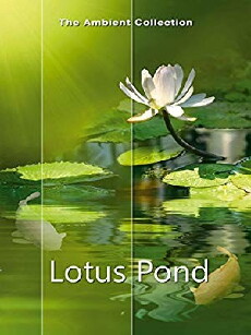 The Lotus Pond (2010) - Stream Online