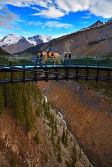 Secrets of the Horse (2017) - Stream Online