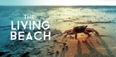 The Living Beach (2016) - Stream Online