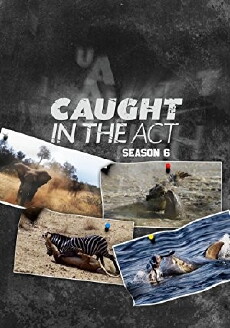 Caught in the Act (2015) - Stream Online