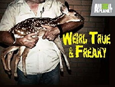 Weird, True & Freaky (2008) - Stream Online
