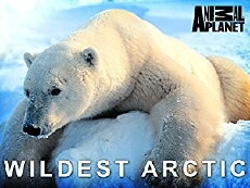 Wildest Arctic (2013) - Stream Online