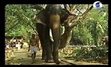 Kannante Aanakal (2013) - Stream Online