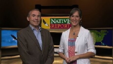 Native Report (2004) - Stream Online