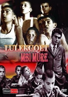 Lulekuqet mbi mure (1976) - Stream Online